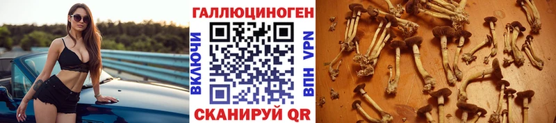 Купить закладки  Багратионовск  Галлюциногенные грибы прущие грибы 